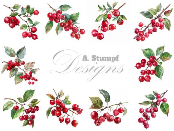 Cranberry Branch Illustrations: A Crafter’s Review