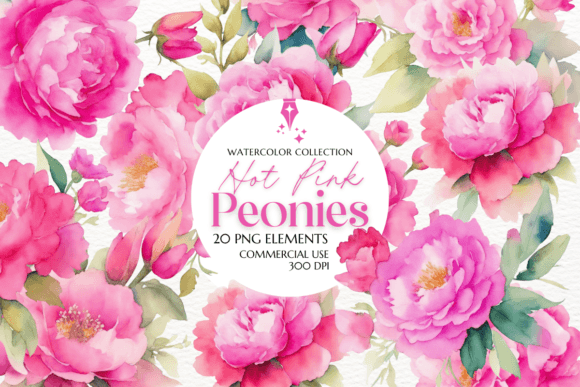 Hot Pink Peonies Watercolor Clipart Illustrations Review