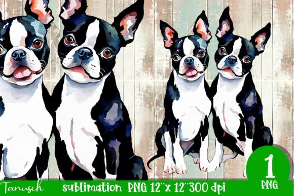 Watercolor Boston Terrier Sublimation Illustrations Review